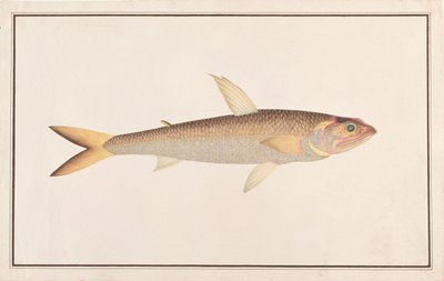 Pez lagarto, de Dibujos de peces de Malaca, c.1805-18 de Chinese School